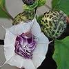 PARTHVA SEEDS-Exotic and Fragrant Blooms for a Uni...