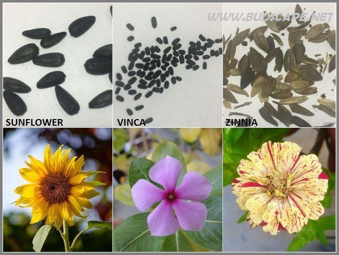 Flower Seeds